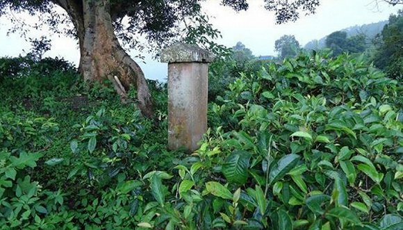 2022年迷帝古樹春茶價(jià)格？