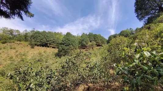 2022年墨江鳳凰窩古樹春茶口感是什么？