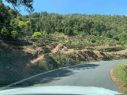 2022年墨江鳳凰窩古樹春茶價(jià)格？