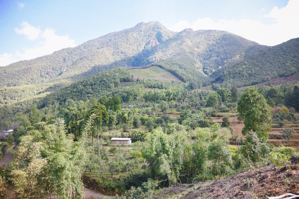 2022年景谷黃草壩古樹春茶價(jià)格？