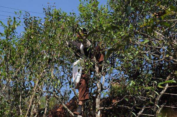 2022年景谷黃草壩古樹春茶品鑒實(shí)錄！