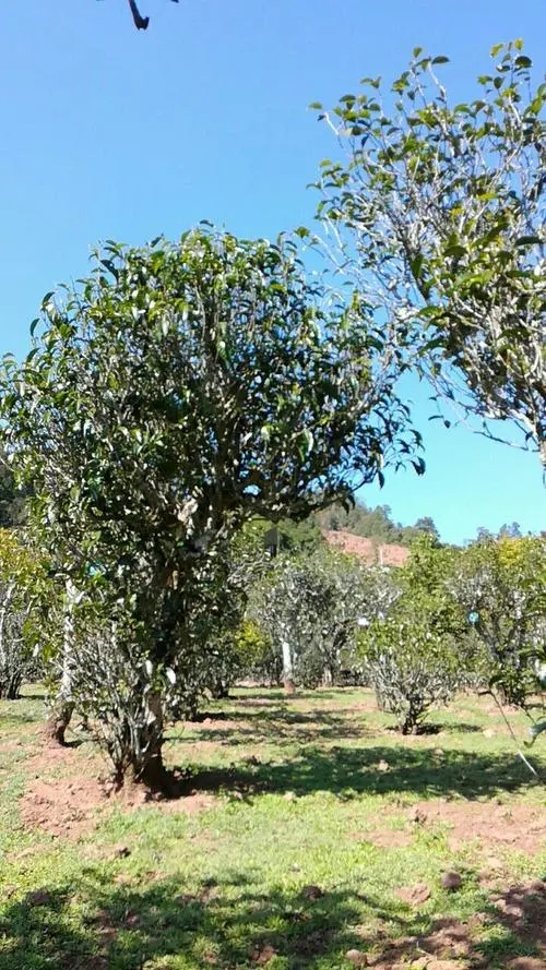 2022年景谷秧塔古樹春茶價(jià)格是多少？