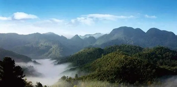 2022年景谷苦竹山古樹春茶口感？