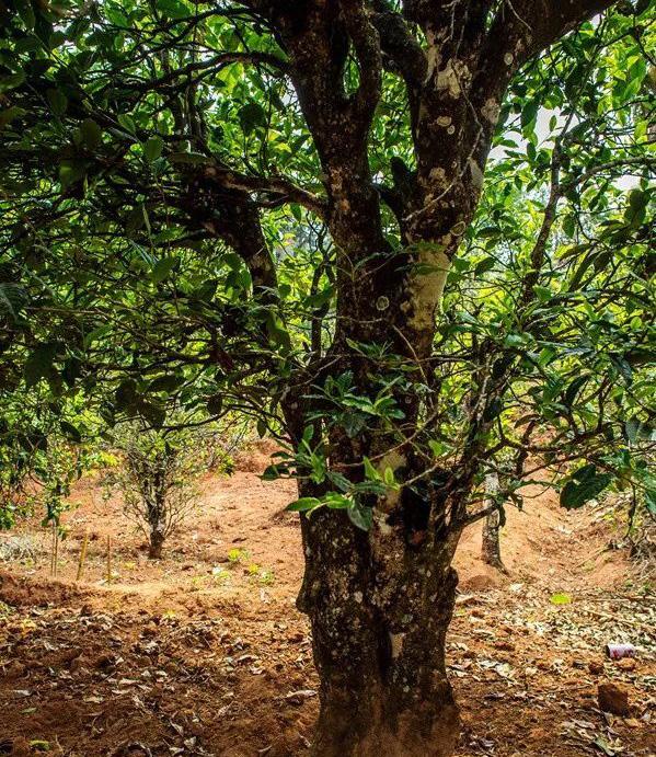 2022年景谷苦竹山古樹(shù)春茶特點(diǎn)是什么？