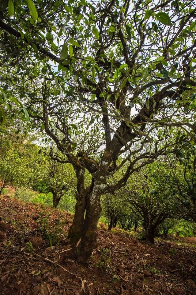 2022年景谷苦竹山古樹(shù)春茶多少錢(qián)一公斤？