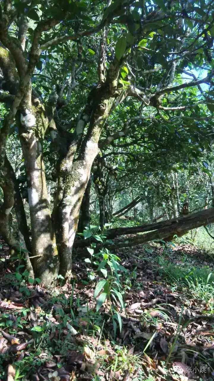 2022年景谷苦竹山古樹春茶價(jià)格多少？