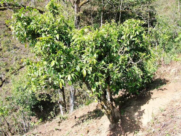 2022年景東御筆古茶山古樹春茶特點(diǎn)？