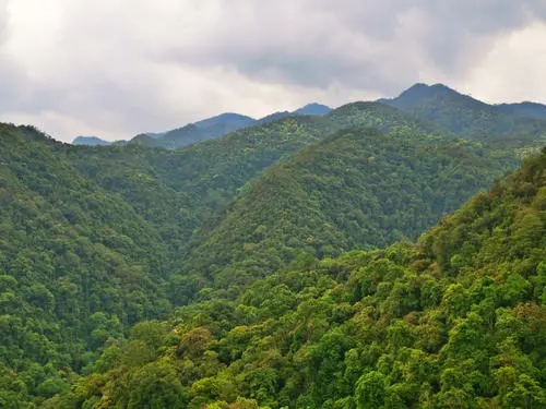 2022年無量山古樹春茶迎春“綻放”！