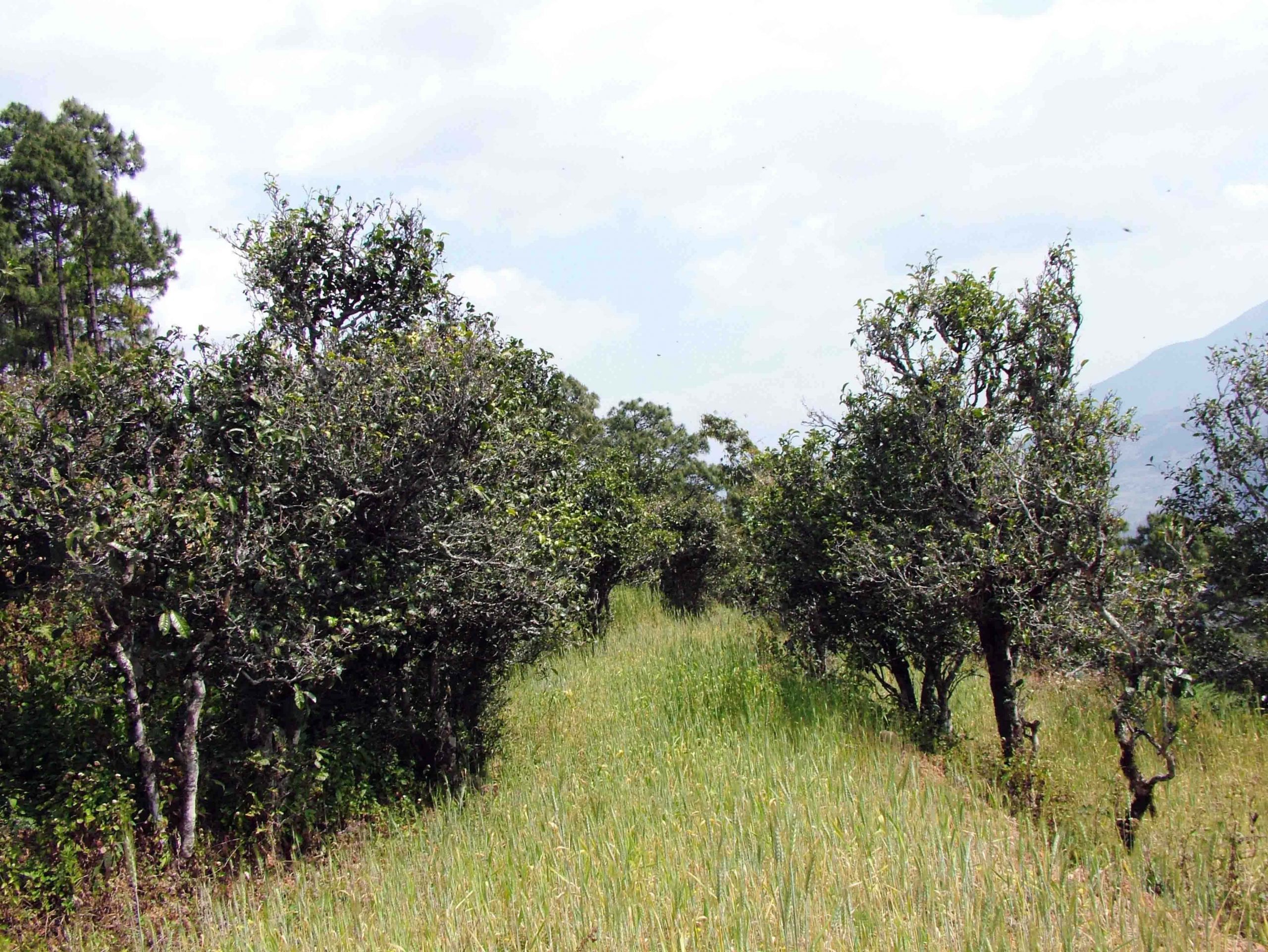 2022年景東老倉福德古樹春茶口感特點？