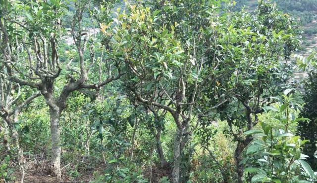 2022年景東金鼎古樹春茶口感特點？