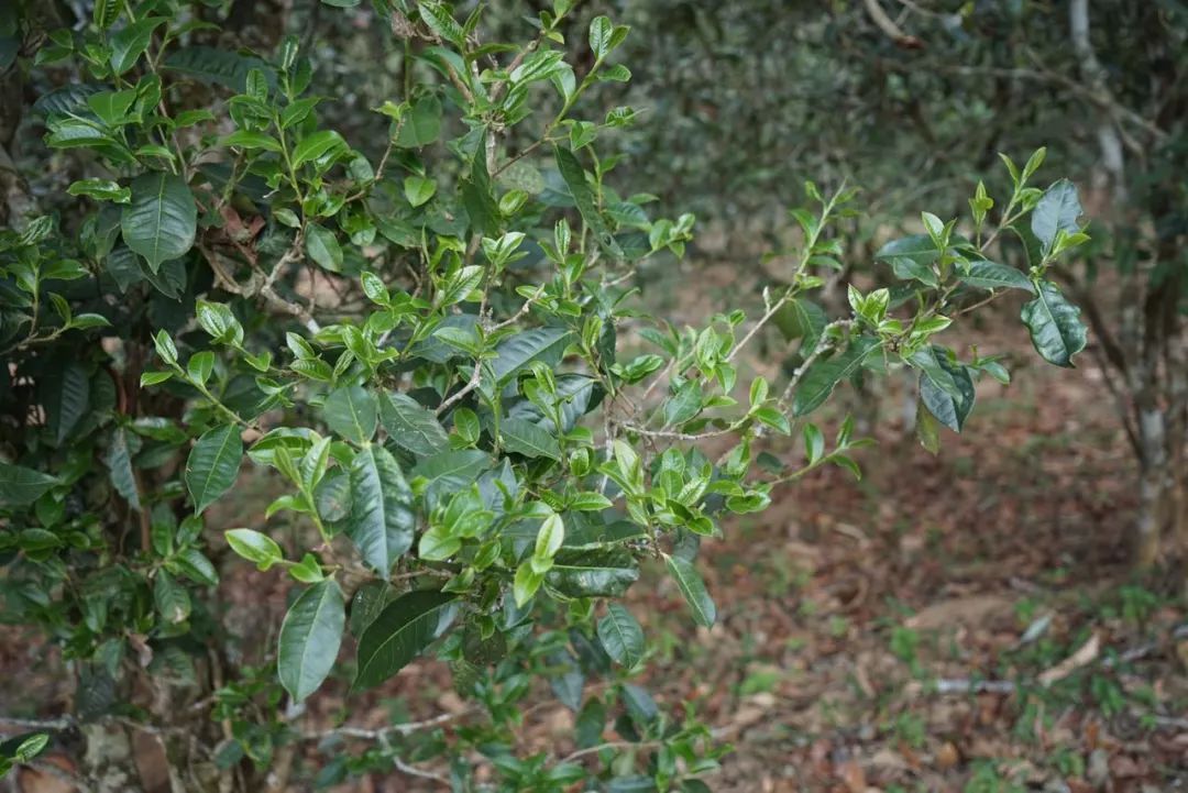 2022年景東哀牢山古樹春茶價格多少？