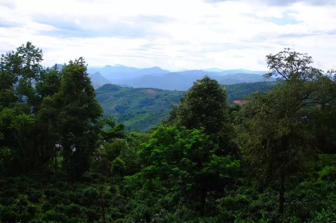 2022年景東祭茶祖 迎春茶，古樹(shù)春茶多少錢一公斤？