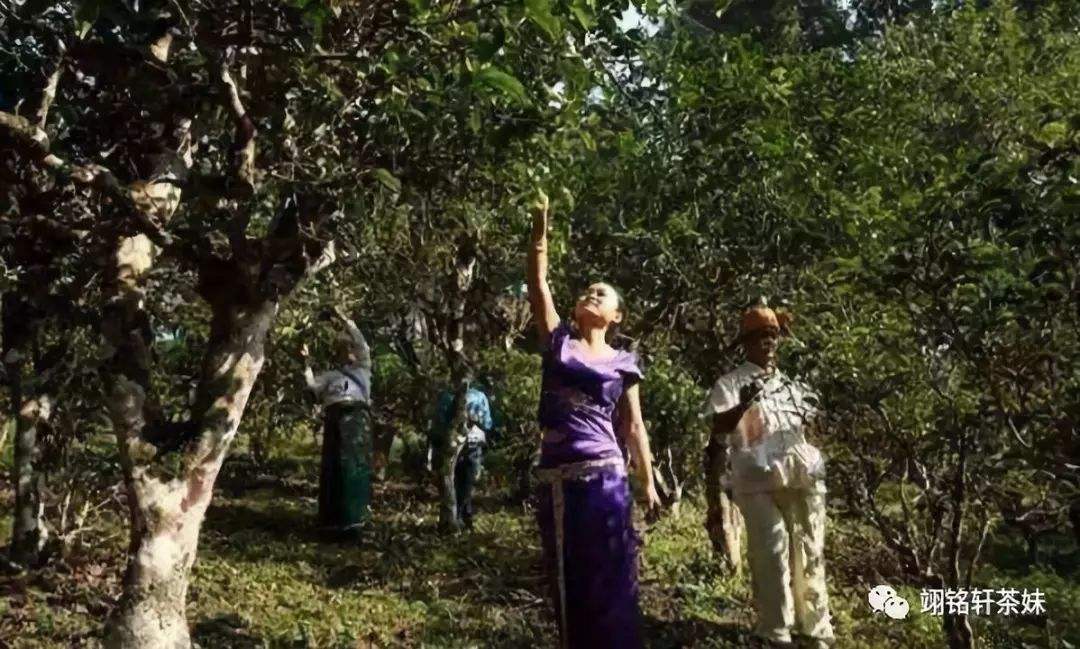 2022年鎮(zhèn)沅爺號(hào)大爺馬鄧古樹(shù)春茶特點(diǎn)？