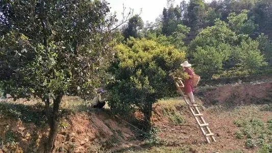 2022年鎮(zhèn)沅馬鄧古樹春茶口感是什么？