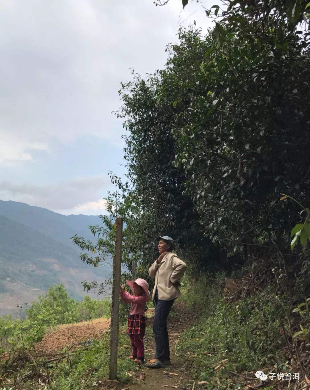 2022年鎮(zhèn)沅馬鄧古樹(shù)春茶多少錢一公斤？