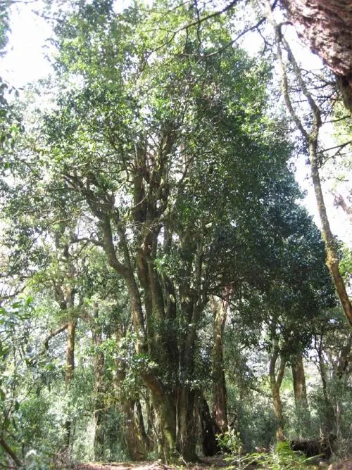 2022年鎮(zhèn)沅馬鄧古樹(shù)春茶價(jià)格是多少？