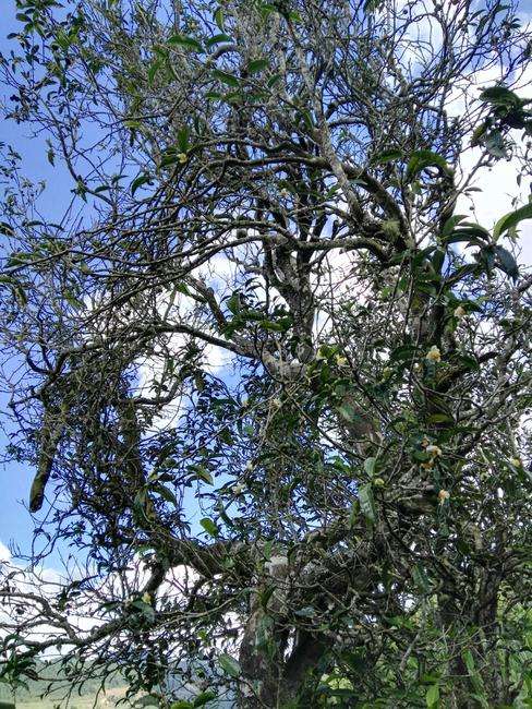 2022年鎮(zhèn)沅老海塘古樹春茶特點(diǎn)？