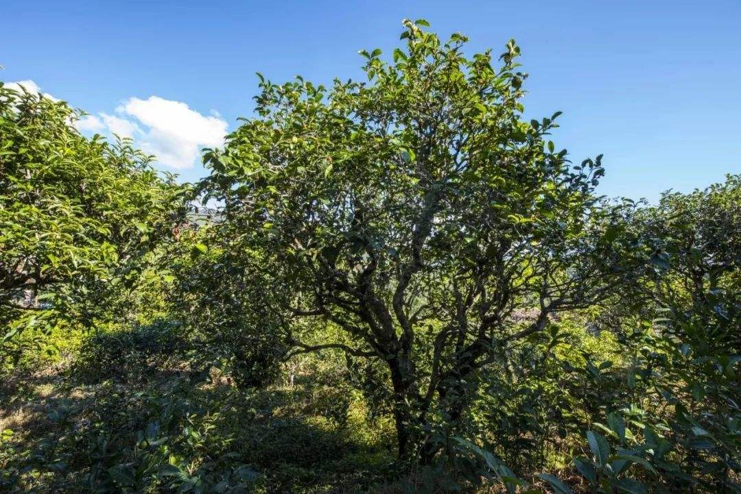 2022年鎮(zhèn)沅老海塘古樹春茶口感？