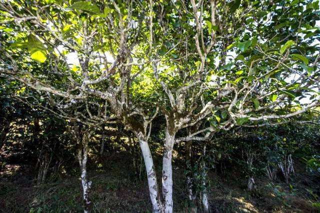 2022年鎮(zhèn)沅老海塘古樹春茶價(jià)格？