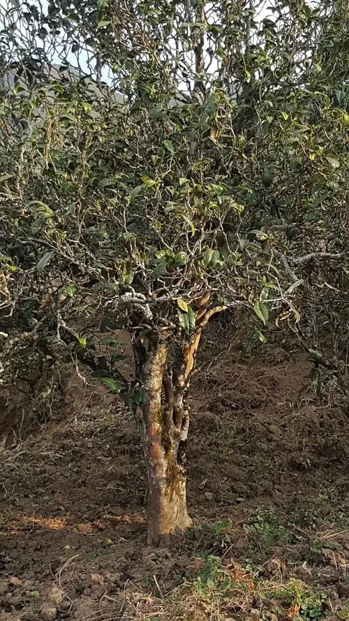 2022年鎮(zhèn)沅老海塘古樹(shù)春茶多少錢一公斤?