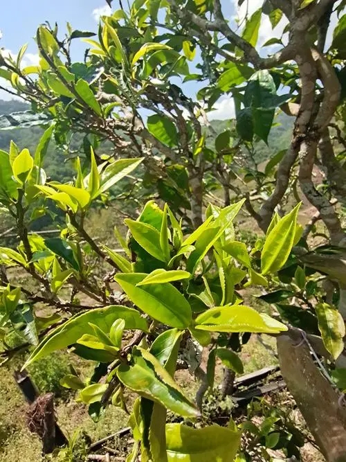 2022年鎮(zhèn)沅砍盆箐古樹春茶特點？