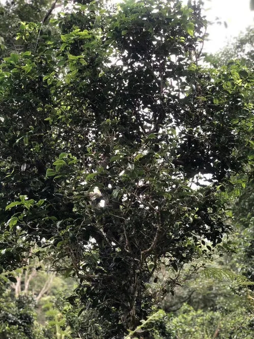 2022年鎮(zhèn)沅砍盆箐古樹(shù)春茶口感？