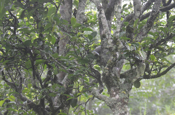2022年砍盆箐古樹(shù)春茶云南八大茗茶