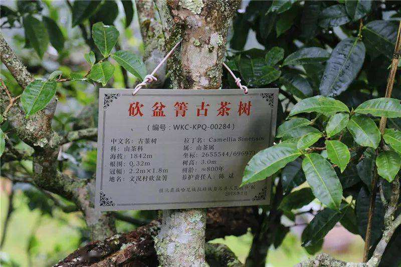 2022年鎮(zhèn)沅砍盆箐古樹(shù)春茶價(jià)格？