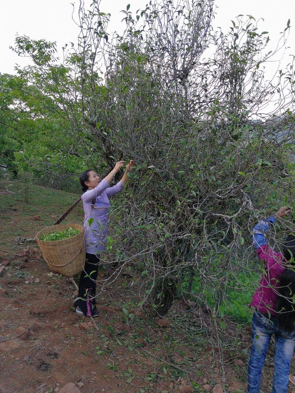 2022年鎮(zhèn)沅打筍山古樹(shù)春茶口感？