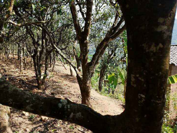 2022年鎮(zhèn)沅打筍山古樹(shù)春茶多少錢一公斤？