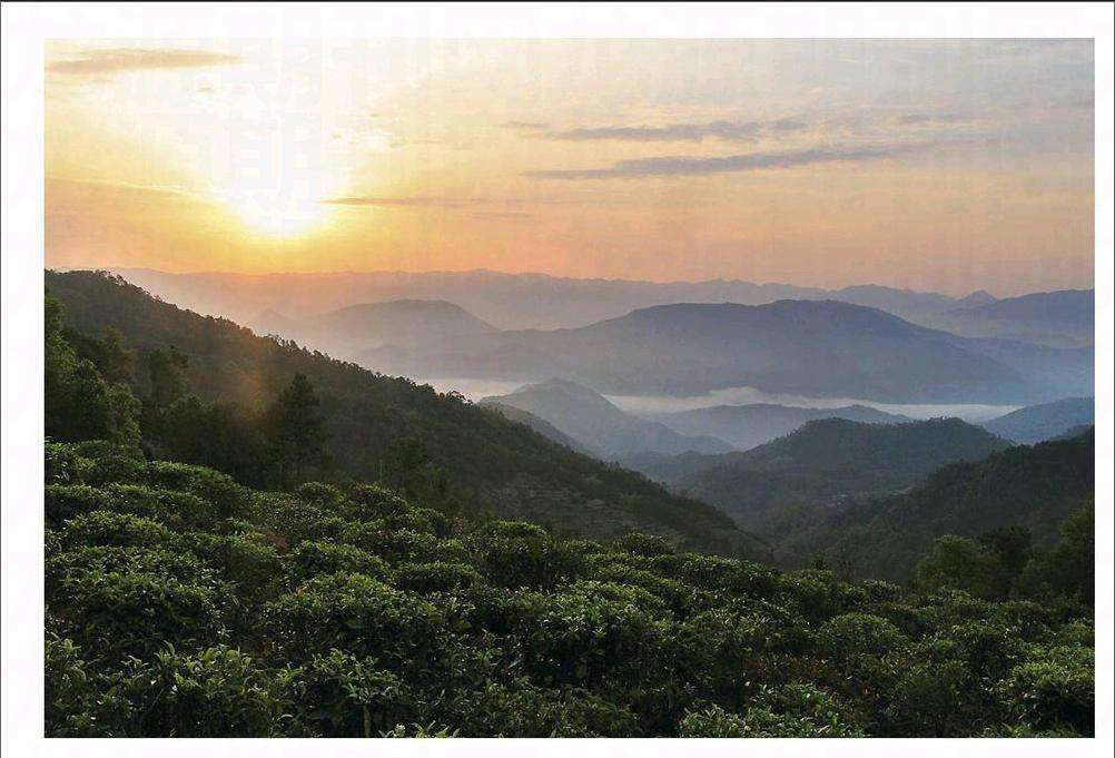 2022年鎮(zhèn)沅老烏山古樹(shù)春茶口感？