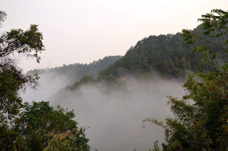 2022年鎮(zhèn)沅老烏山古樹(shù)春茶多少錢(qián)一公斤？