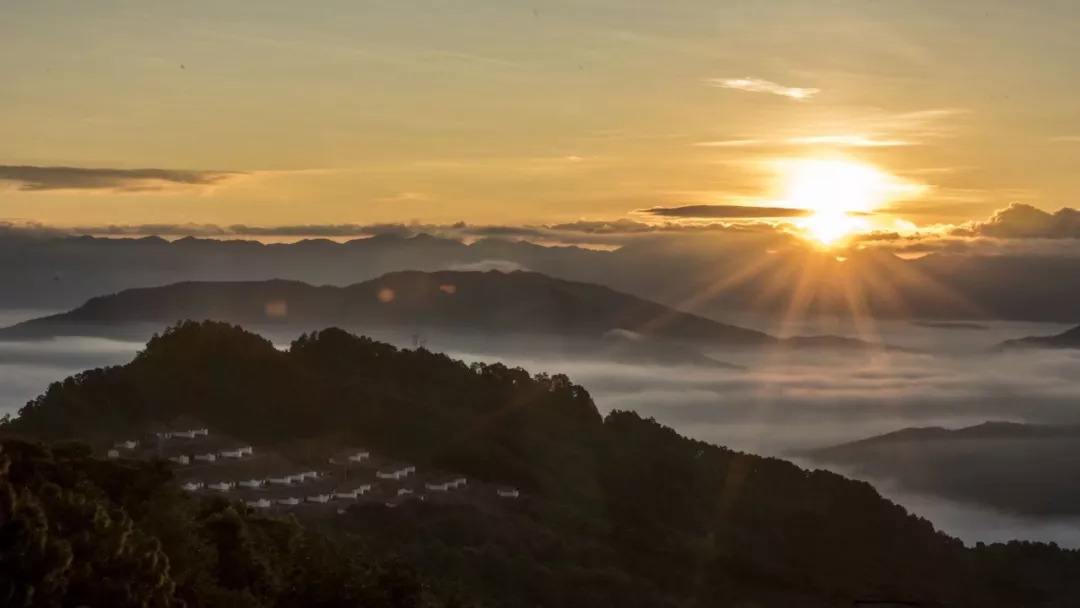 2022年別樣的味道，鎮(zhèn)沅老烏山古樹(shù)春茶