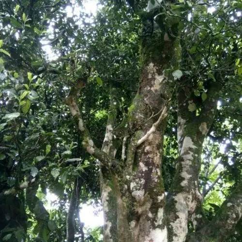 2022年鎮(zhèn)沅千家寨古樹春茶口感？