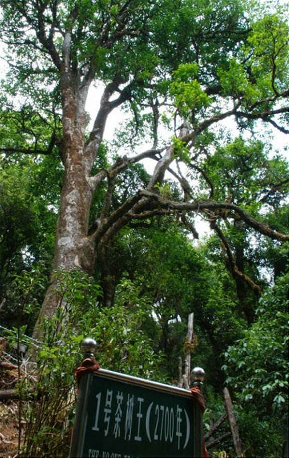 2022年鎮(zhèn)沅千家寨古樹春茶價(jià)格？