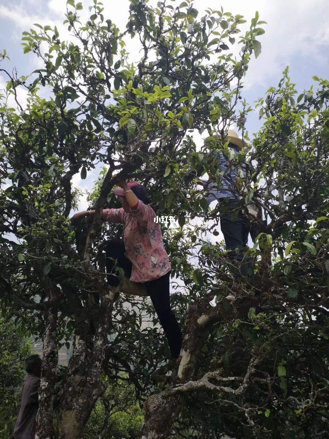 2022年寧洱擺尾箐古樹春茶特點(diǎn)？