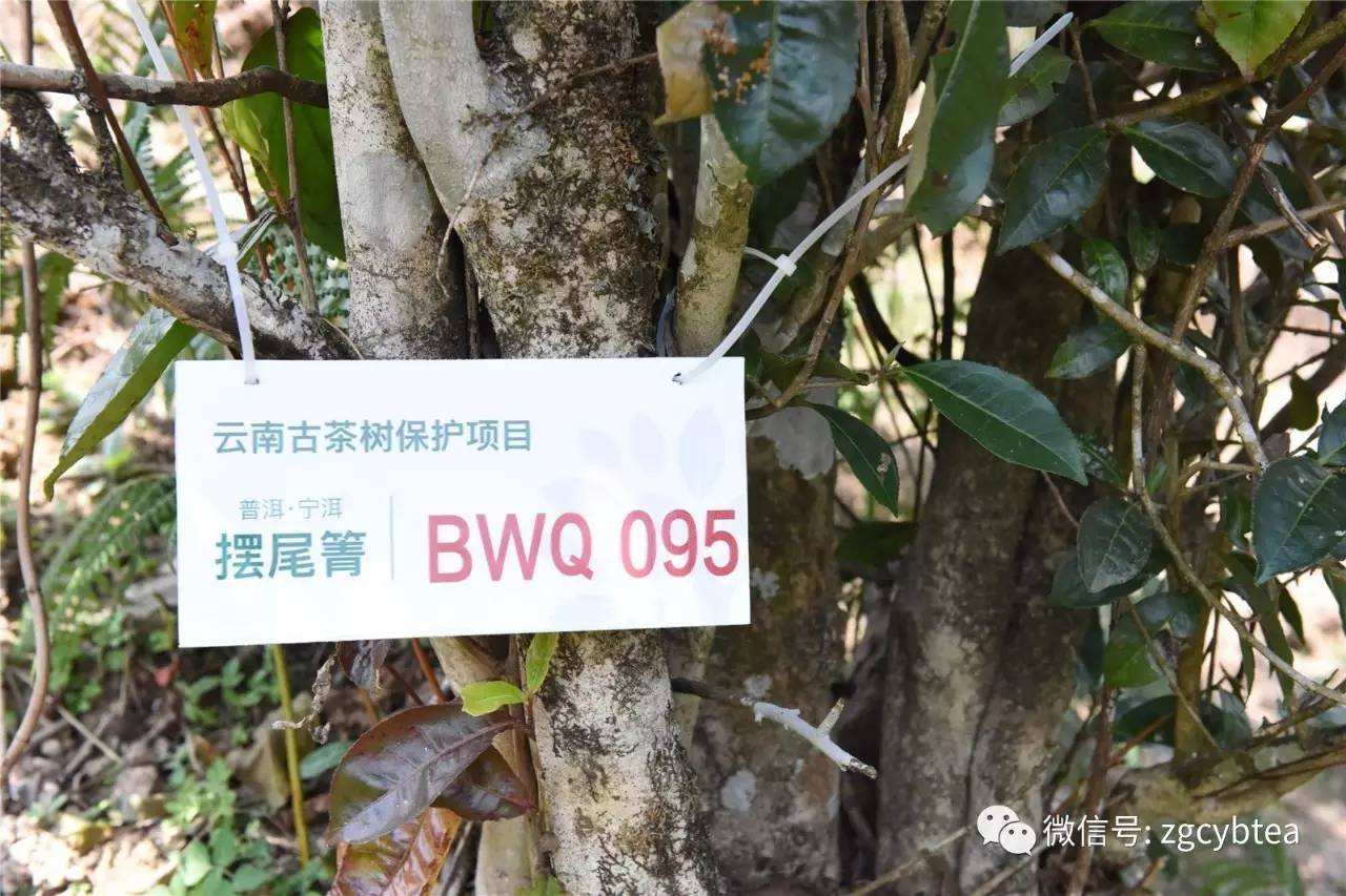 2022寧洱擺尾箐古樹春茶多少錢一公斤？