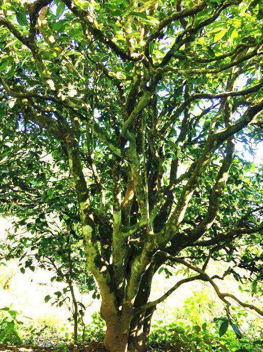 2022年這個(gè)春天，回到家鄉(xiāng)擺尾箐，與家人一起用心制茶！