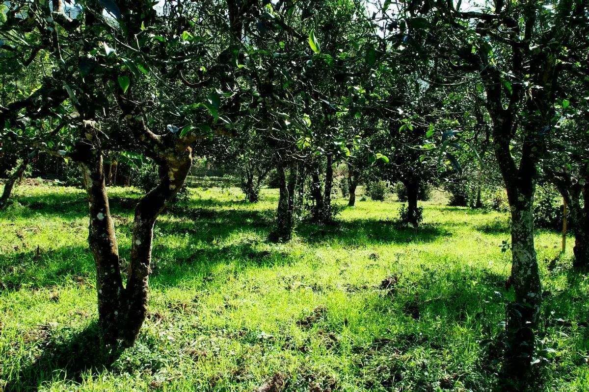 2022年困鹿山古樹春茶價格？