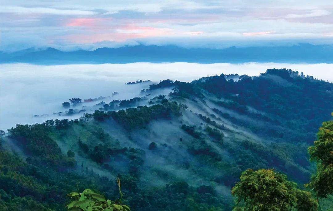 2022年景邁山古茶林為什么可以申遺？