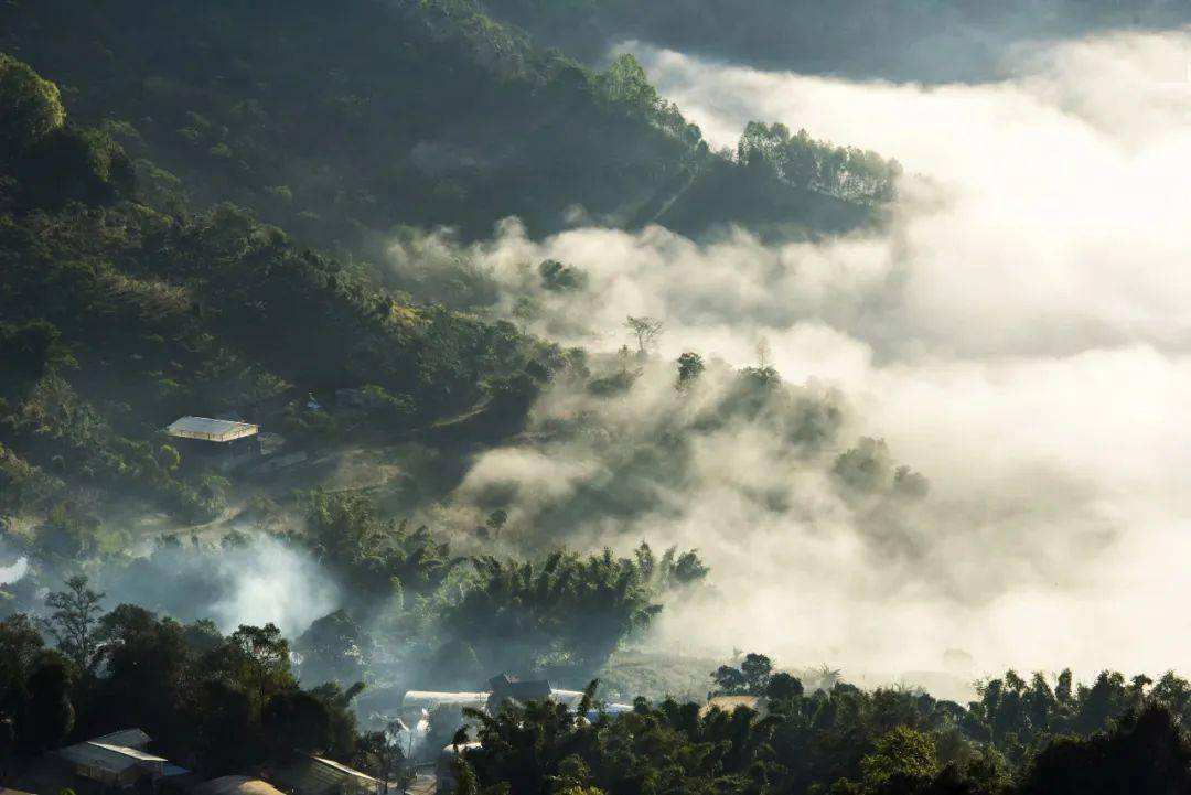 2022景邁山古樹春茶價格？