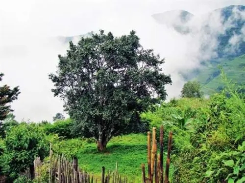 2022年邦威古樹春茶口感是什么？