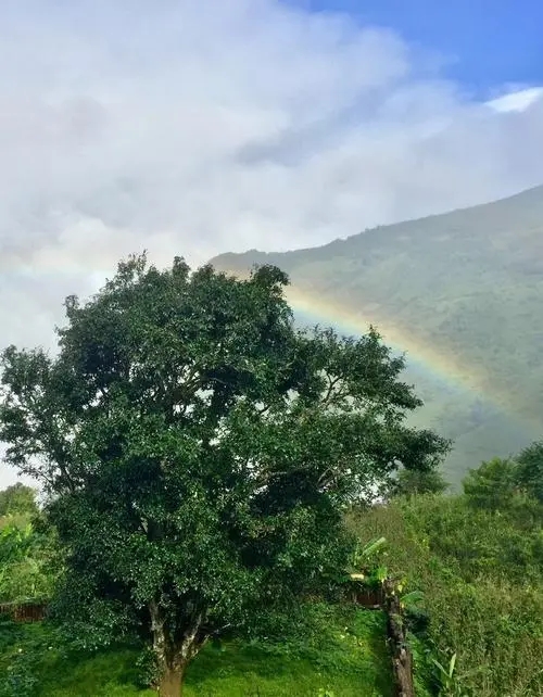 2022 年邦崴古樹春茶價(jià)格多少錢一公斤？