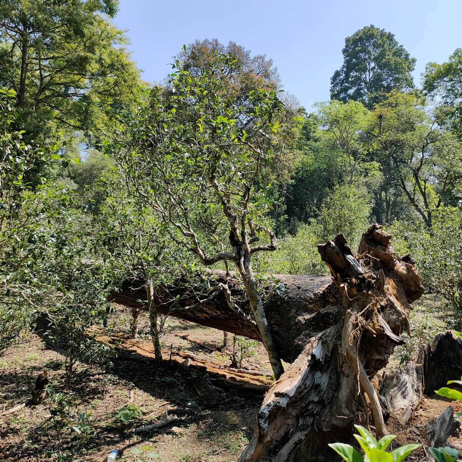 2022麻黑古樹春茶口感？