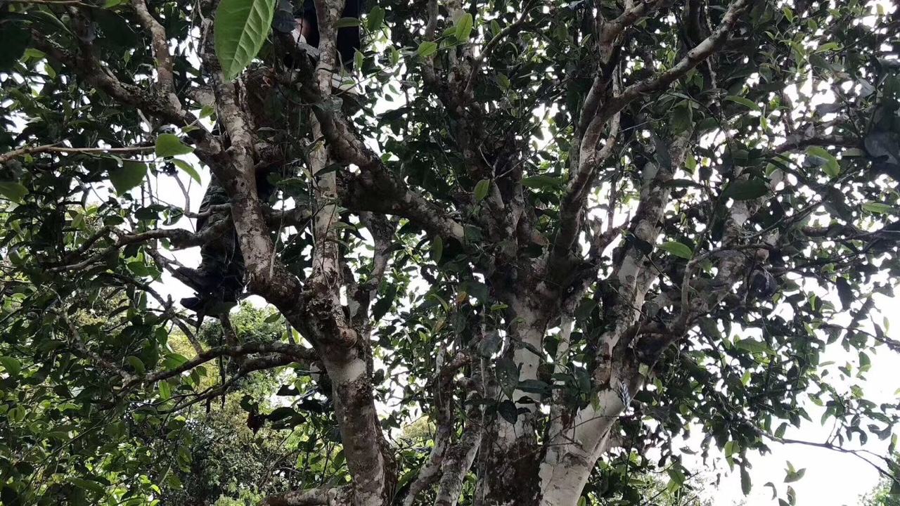 2022年麻黑古樹春茶價(jià)格？