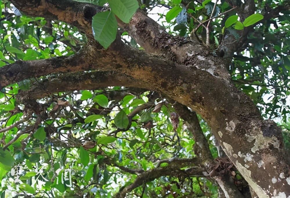 2022年繞開麻黑，你損失的將是半個(gè)易武