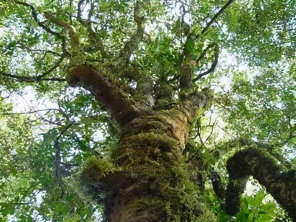 2022年落水洞古樹春茶特點(diǎn)？