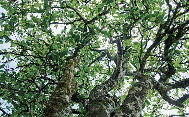 2022年落水洞古樹春茶多少錢一公斤？