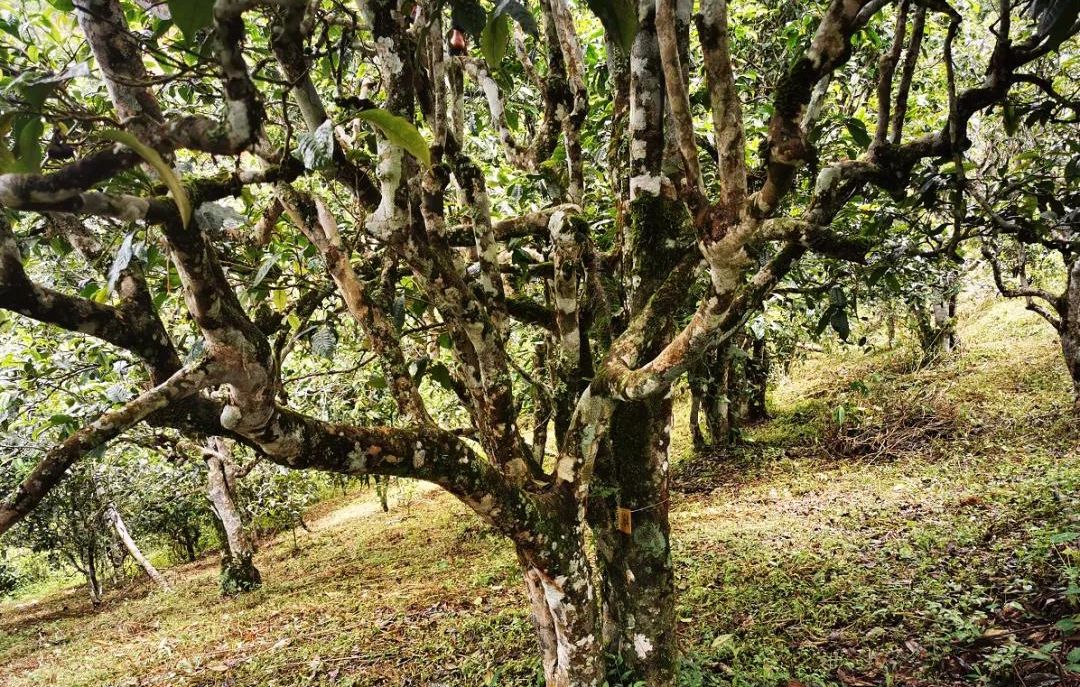 2022年落水洞古樹春茶價(jià)格？