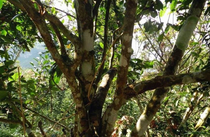 2022年大漆樹古樹春茶特點(diǎn)？